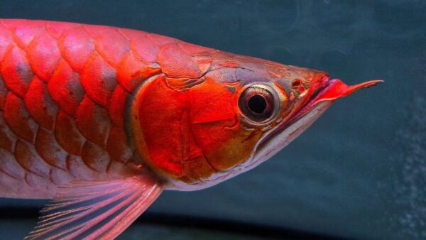 arwana super red - Image 3