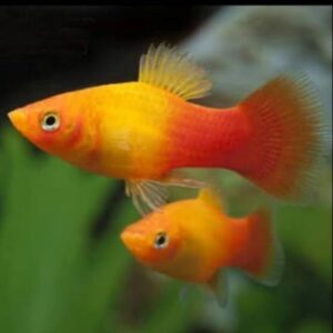 Ikan Platy Sunset