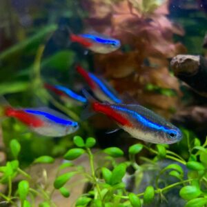 Ikan Neon Tetra