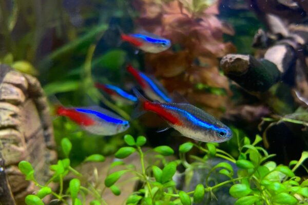 Ikan Neon Tetra