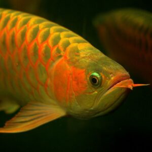 ikan arwana 2