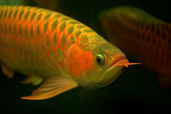 ikan arwana 2