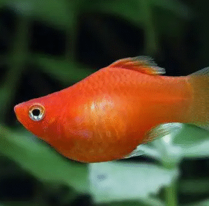 Ikan Molly Balon Orange