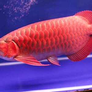 arwana super red