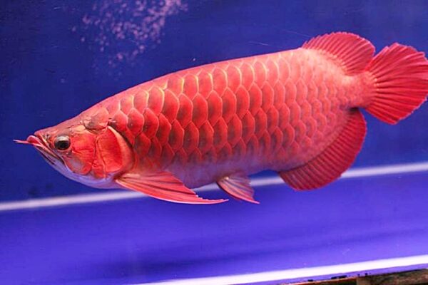 arwana super red