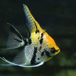 Ikan Manfish Marble