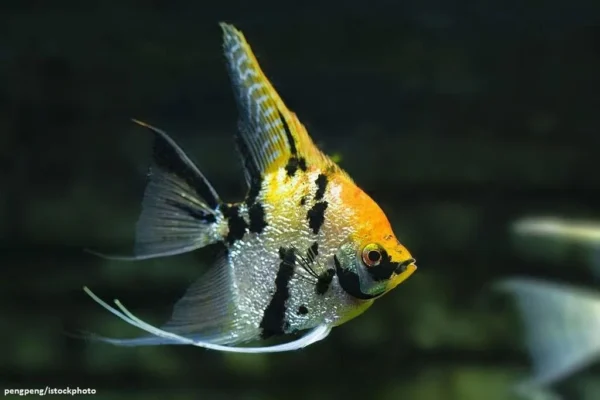 Ikan Manfish Marble