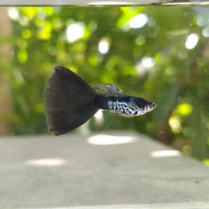 Ikan Guppy Galaxy Blue Tail