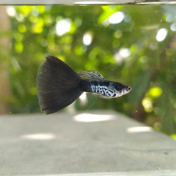 Ikan Guppy Galaxy Blue Tail