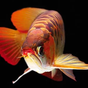 Ikan Arwana Super Red