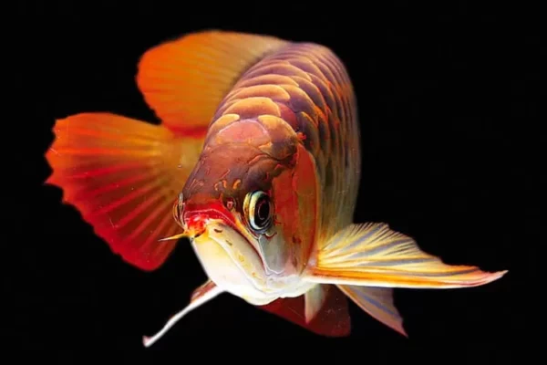 Ikan Arwana Super Red