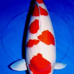 Ikan Koi Jepang Kohaku