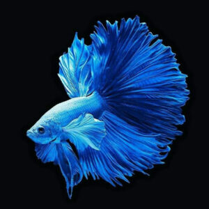 Ikan Cupang Halfmoon Blue