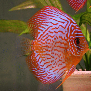 Ikan Discus Marlboro Red