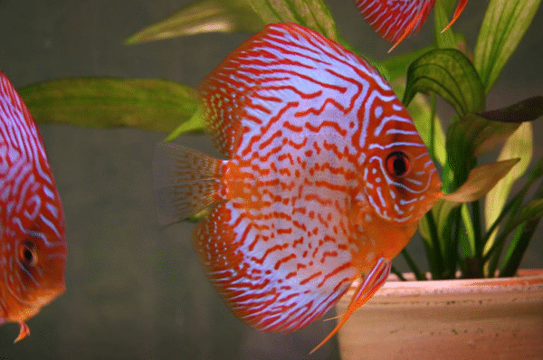 Ikan Discus Marlboro Red